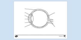 Diagram of the Eye Front View No Labels Colouring Sheet