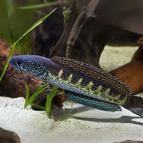 Channa Golden Cobra (10-12 Inches) | Single – cloningaquapets