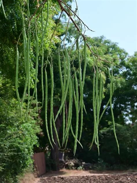 Feng Shui for Moringa Plant (Drumstick) - 7 Key Facts You Must Know