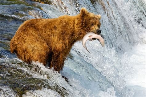 Coniferous Forest Animals