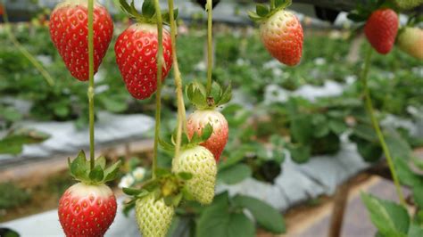 草莓空心病是什么原因引起的 —【发财农业网】
