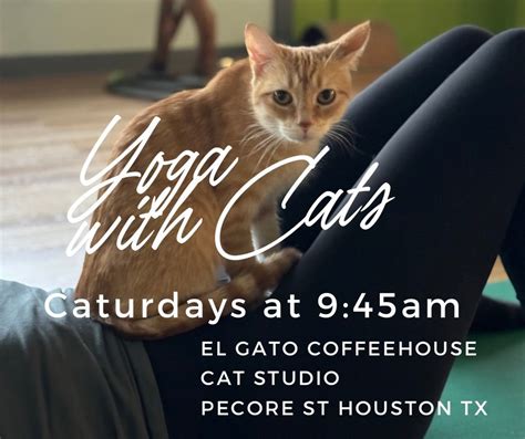 Yoga with Cats, El Gato Coffeehouse Cat Cafe, Houston, 22 June 2024 ...