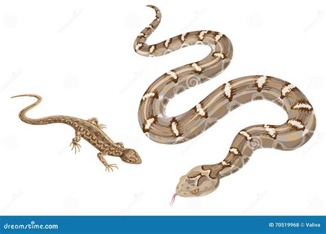 Image of Snake and Lizard on White. Stock Vector - Illustration of ...