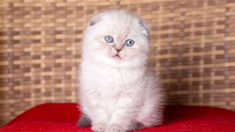 Smallest House Cat In The World