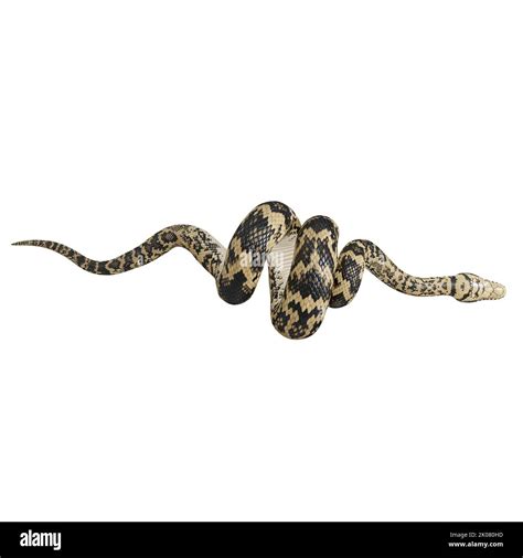 Image result for Biggest Scrub Python