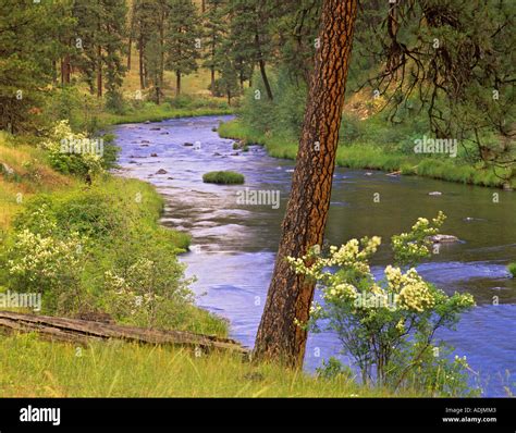 North Fork John Day River with white Moc Orange and ponderosa pine ...