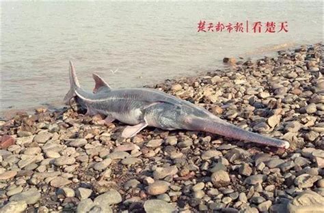 IUCN宣布：白鲟灭绝，长江鲟野外灭绝-荆楚网-湖北日报网