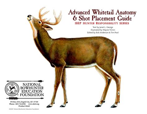 Whitetail Shot Placement