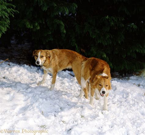 Dogs And Cats Mating Together