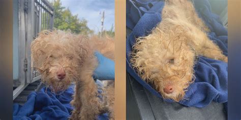 Police searching for person who abandoned this pup near dumpsters in ...