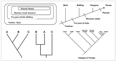 Cladistics Cladistics - Zoology Optional Notes for UPSC PDF Download