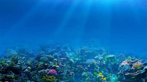 Intense underwater blackouts can last for months, impact marine ...