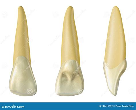 Maxillary Lateral Incisor Tooth in the Buccal, Palatal and Lateral ...
