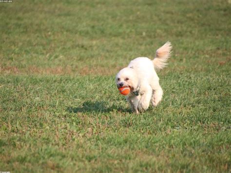 Leash Training Your Dog: Step-by-Step India Guide | dododoggy.com