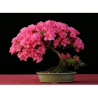 Buy Japanese Sakura Cherry Blossom Bonsai Flower Tree Plant Seeds ...