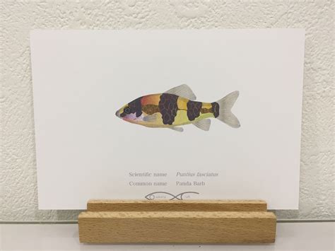 Puntius fasciatus (Panda Barb) Drawing Postcard | Osakanacraft