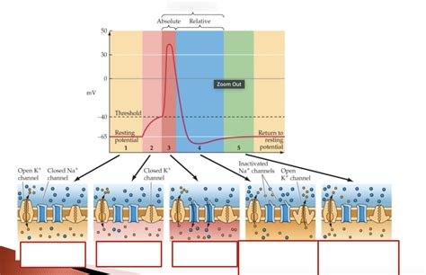 Neuron Action Potential Diagram Diagram | Quizlet