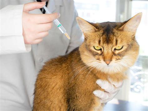 India's first COVID-19 vaccine for animals 'Anocovax' launched