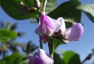 Seed :: Pulses :: lablab