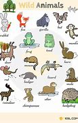 Image result for Animals Words National Geographic Wild