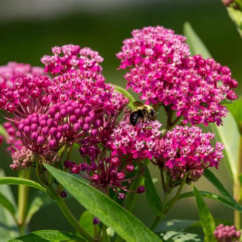 Swamp Milkweed - Asclepias incarnata - Great Basin Seed