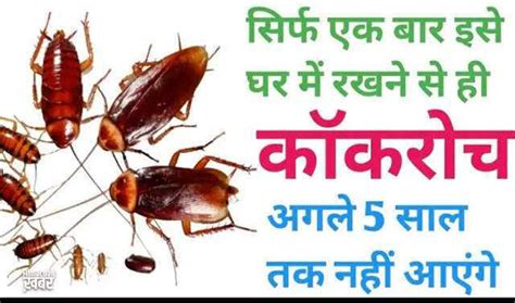 Effective home remedies to eliminate cockroaches naturally