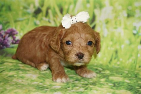 Image result for Adult Cockapoo Puppies
