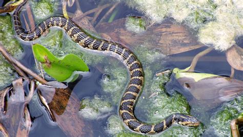These venomous Florida snakes look a lot like their harmless cousins ...