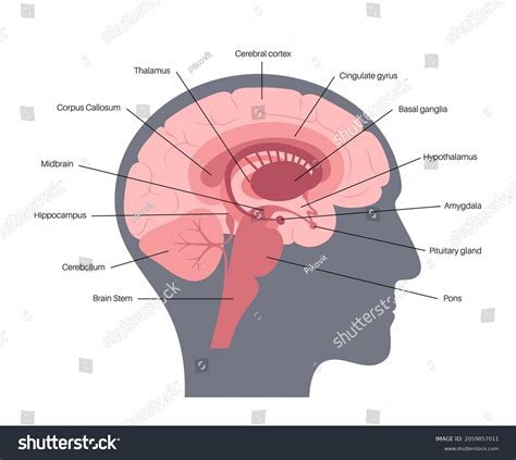 Image result for Brain Cells Reprogramming
