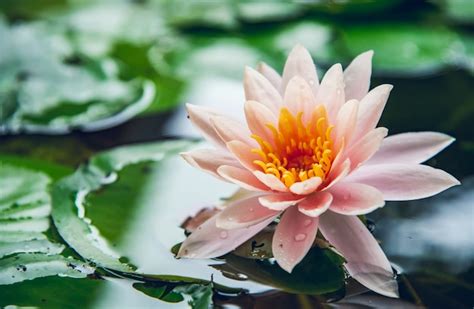 Lotus flower is complimented by the rich colors of the deep blue water ...