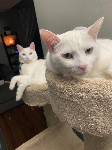 Twins, Tango and Cash : r/cats