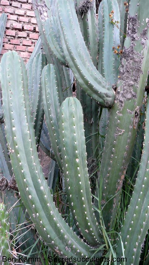 The San Pedro Cactus in Bolivia - Trichocereus.net