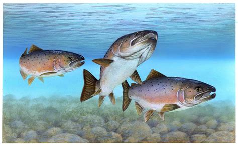Young Atlantic Salmon Seen in Three English Rivers for First Time in a ...