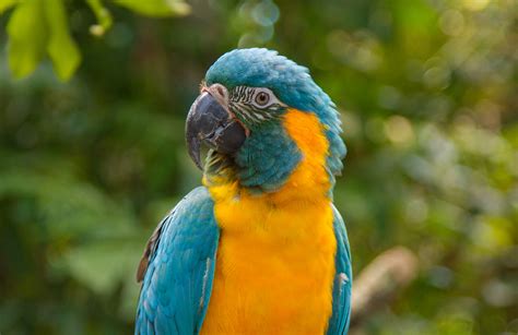 Rainforest Blue Macaw