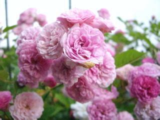 Image result for Spring File Cepit