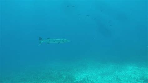 Frogman Diving Cancun - 2021 What to Know Before You Go (with Photos ...