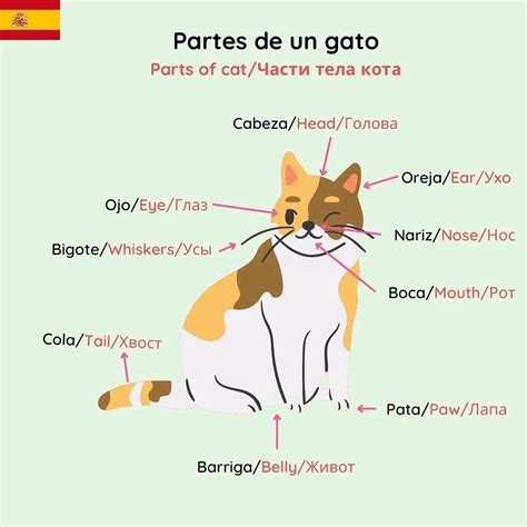 Pin by Marina Titova on Español | Basic spanish words, Learning spanish ...