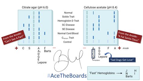 Hemoglobin Electrophoresis Cellulose Acetate
