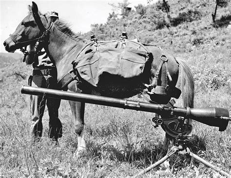 Sergeant Reckless, the Military Mare | Horse Journals