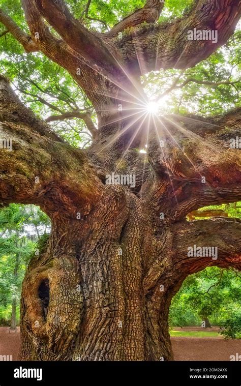 Image result for Example of Root of a Project
