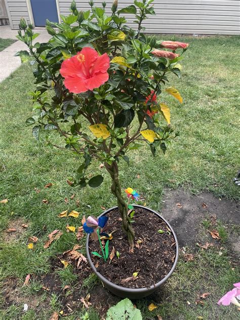 Hibiscus yellowing leaves : r/plantclinic