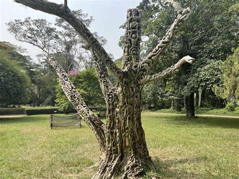 Aburi Gardens Aburi Botanical Gardens