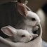 Image result for Cute Cuddly Bunnies