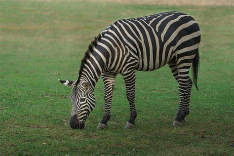 Zebras Eating