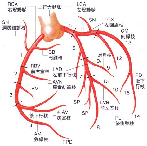 急性心筋梗塞 – 冠動脈平面図 | 不整脈の種類 | ECG-Cafe