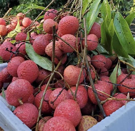 Kaimana Lychee Grow Guide - Tropical Tree Guide