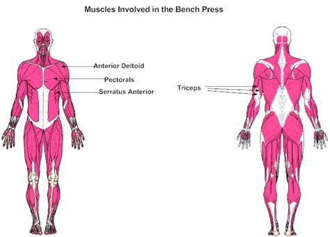 Muscles Involved in the Bench Press