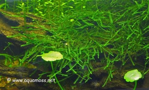 Image result for Hydrogen Peroxide Java Moss