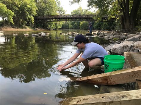 A biologist releases young lake sturgeon into the Flint River | FWS.gov