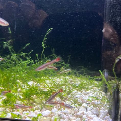 LongFin White Clouds "juv"(mountain minnows) – Tropical Aquarium